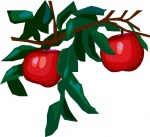 Æbletræ 3.jpg