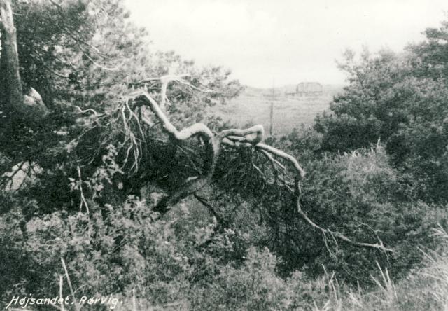 Fra bevoksningen på Højsandet  - 1930'erne  (B95262)