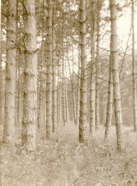 Klitplantagen  - 1923  (B95353)