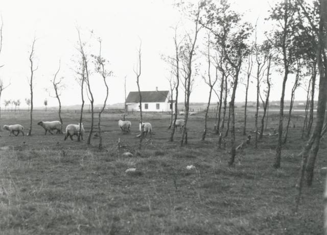 Hus på Lammefjorden - ca. 1940 (B3178)