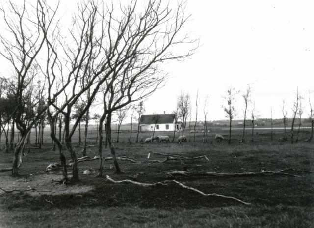 Hus på Lammefjorden - ca. 1940 (B3179)