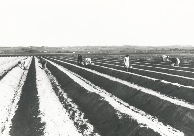 Aspargesbede på Lammefjorden - ca. 1960 (B3184)