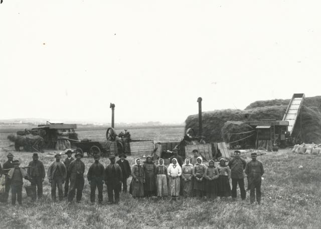 Lammefjorden. Tærskning - ca. 1900 (B3279)