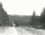 Kårup Skov - ca. 1930 (B3291)