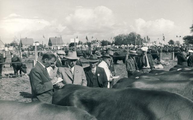 Dyrskue 1955 (B3482)
