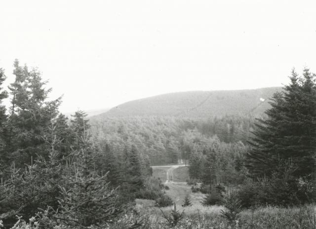 Kårup Skov - ca. 1940 (B3710)