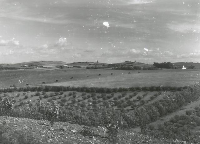 Landskab ved Ordrup - ca. 1930 (B3762)