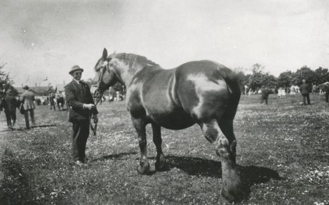 Stubberupholm. Præmiekåret hest - 1936 (B3970)