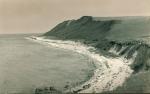 Græssende køer på Ebbeløkke Strand - ca. 1935 (B4088)