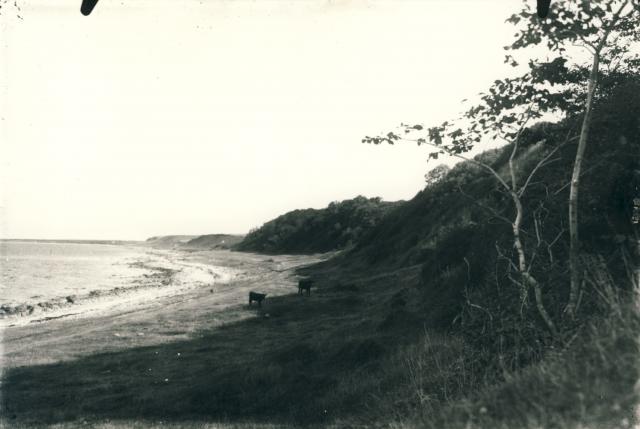 Køer på Ebbeløkke Strand - 1930'erne (B4091)
