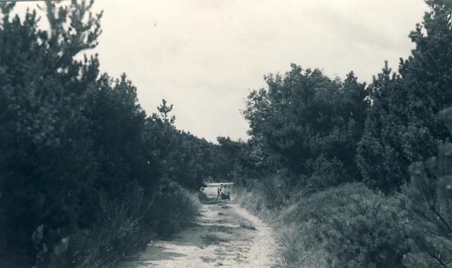 Ellinge Skov - ca. 1960 (B4265)