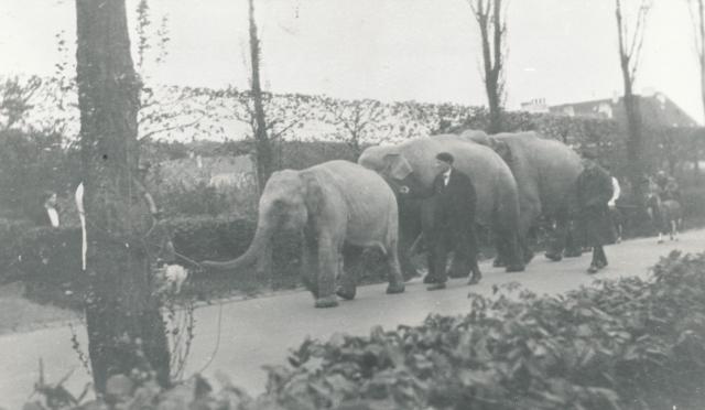 Cirkus på ANS ca. 1955 (B91914)