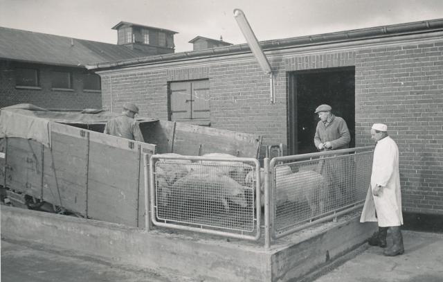 Odsherreds Andels-Svineslagteri ca. 1957 (B92298)