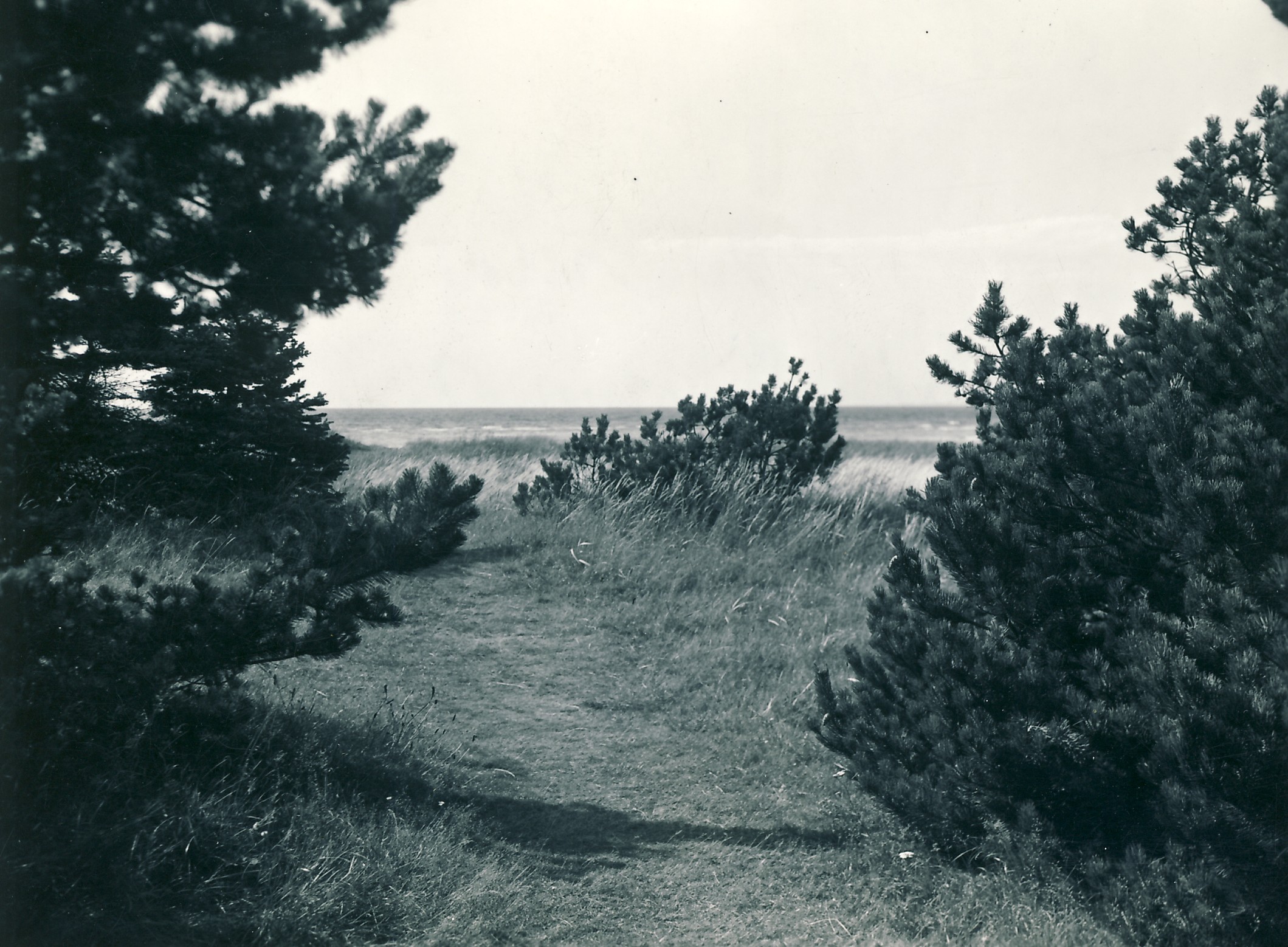 Strandsti ved Jyderup Lyng - ca. 1955 (B4901)
