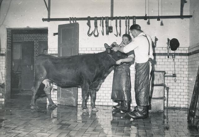 Odsherreds Andels-Svineslagteri ca. 1957 (B92377)