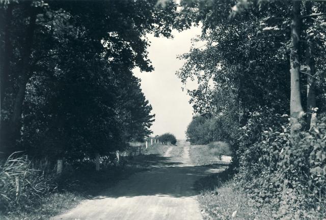 Lærkevej på Lyngen - 1955 (B5361)