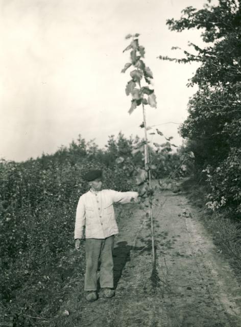 Planteskolen på Møllevej - omkring 1930'erne (B5416)
