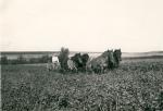 Planteskolen på Møllevej - 1940'erne (B5417)