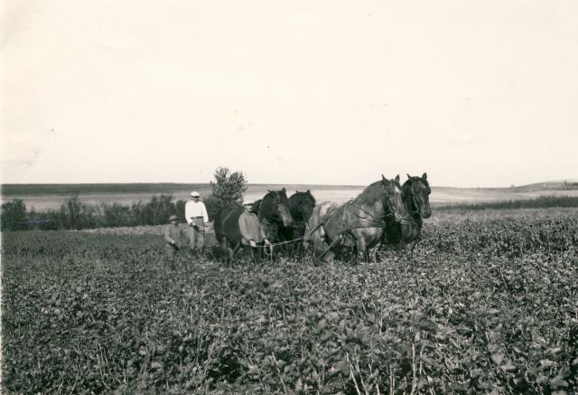 Planteskolen på Møllevej - 1940'erne (B5417)