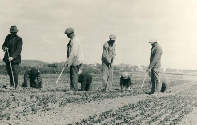 Planteskolen på Møllevej - 1930'erne (B5418)