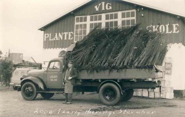 Vig Planteskole - 1950'erne (B5421)