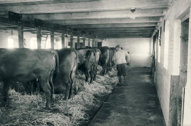 Torshøjgård, Lumsås - februar 1954 (B5444)