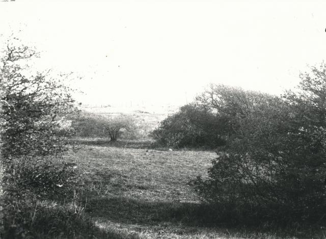 Krat på Sjællands Odde (B6518)