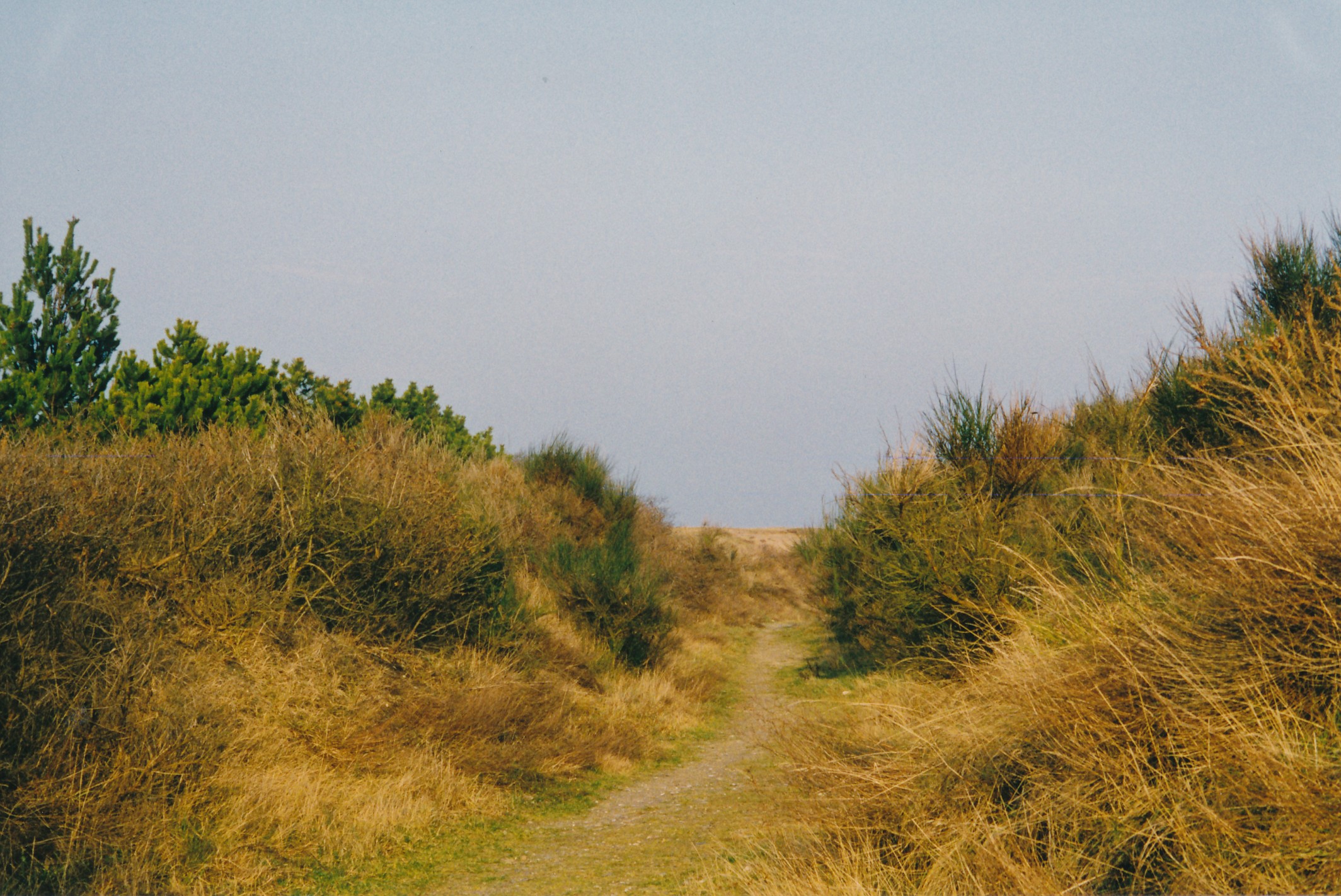 Klitlandskab på Odden - 1998 (B6521)