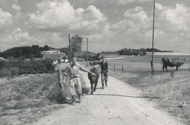 Stårup - juli 1956 (B7089)