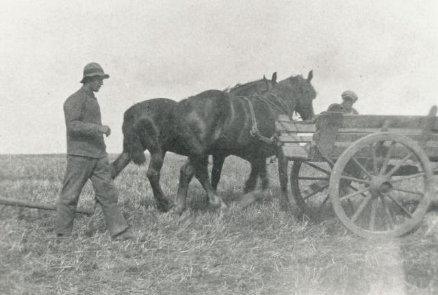 Hestevogn - 1920 (B8089)
