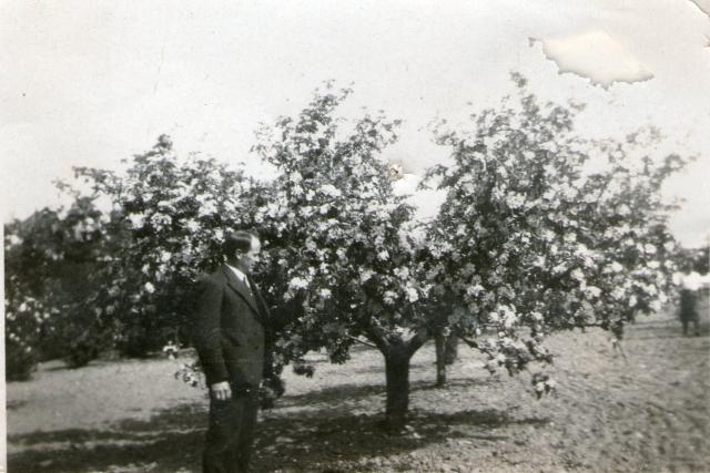 Hans Trier Hansen ved blomstrende æbletræ - 1933 (B8602)