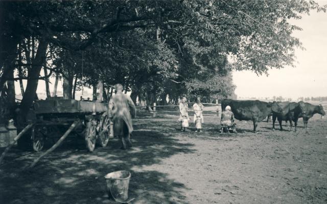 Prøvemalkning ved Dragsholm Allé - 1940 (B8903)