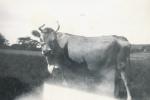 Fra ejendommen "Søen" i Veddinge - ca. 1935 (B8995)