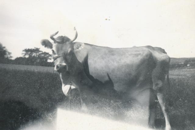 Fra ejendommen "Søen" i Veddinge - ca. 1935 (B8995)