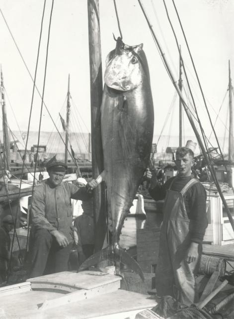 Tunfangst ved Sjællands Odde - ca. 1930 (B9033)
