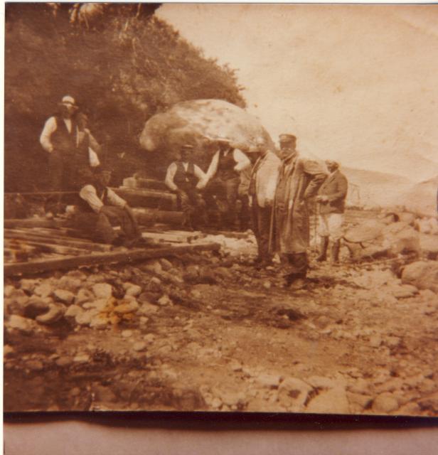 Esterhøjstenen, "Troldstenen", Genforeningsstenen  ved Høve Strand placeres på blokvogn, 1920 (B1505)