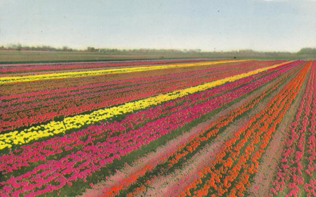 Tulipanmark - 1968 (B9597)