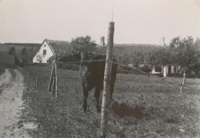 Åsvej 20 - sommeren 1951 (B13082)