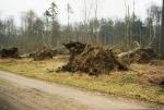 Kongsøre Skov efter orkanen 3