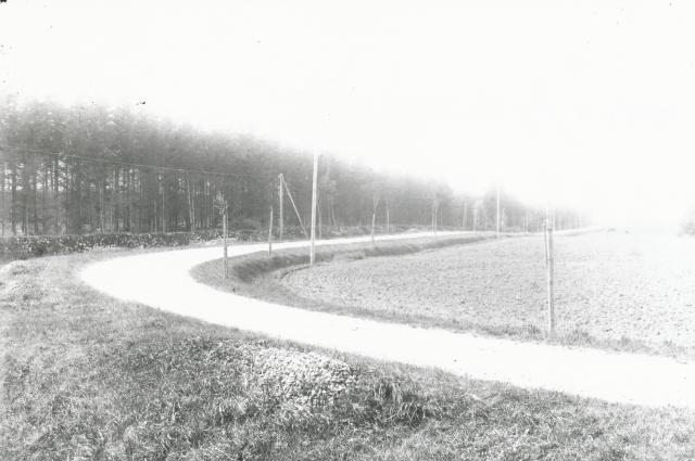 Jyderup Skov ved "Kakkelovnskrogen", ca. 1910 (B2262)