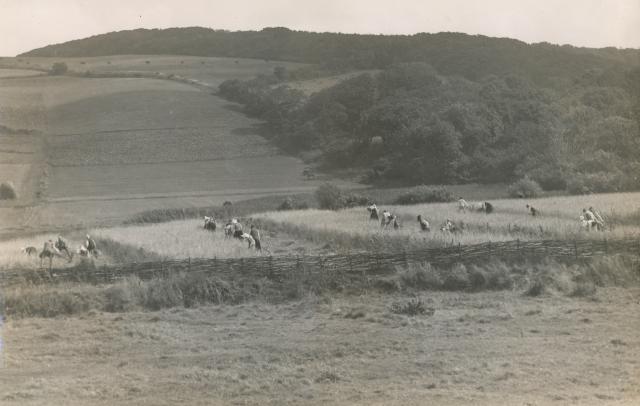 Hovbønderne i kornmarken (B2402)