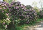 Dragsholm Slot. Rhododendron - 1996 (B2520)