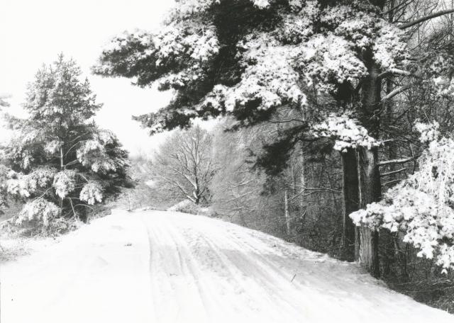 Fruerlunden ved Dragsholm Slot - ca. 1930 (B2611)