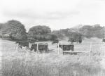 Køer på mark ved Dragsholm Slot - ca. 1920 (B2615)