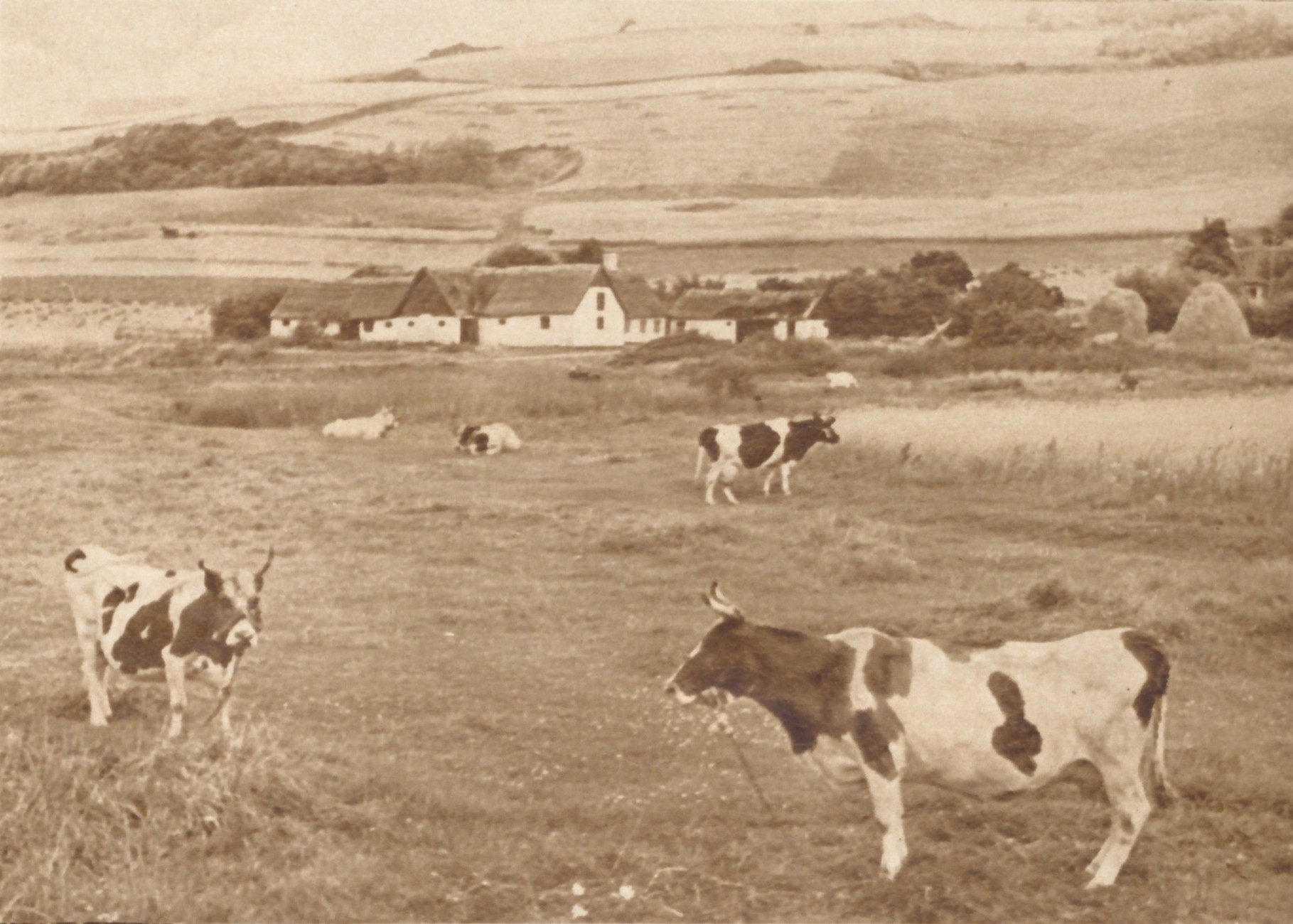 Græssende køer i Bjergene - 1939 (B2918)