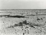 Lammefjordssøen efter udtørringen - 1943 (B3159)
