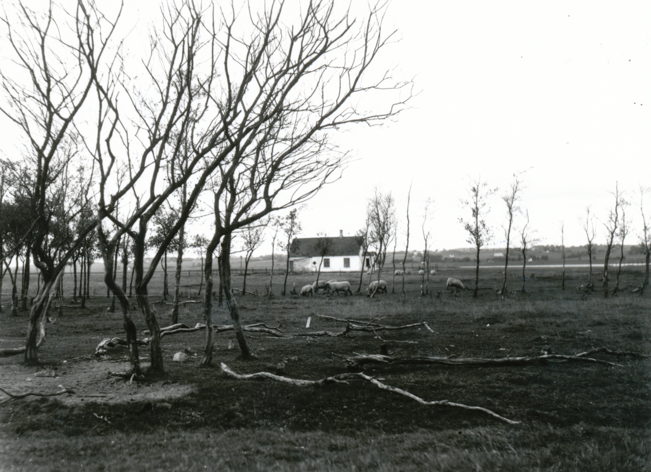 Hus på Lammefjorden - ca. 1940 (B3179)