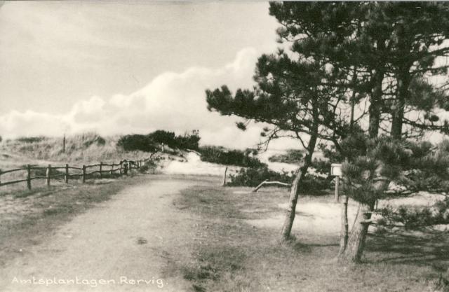 Sandflugtsplantagen -  Rørvig ca. 1950 (B95452)
