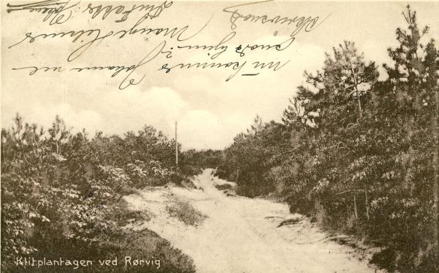 Klitplantagen - Rørvig ca. 1950 (B95453)