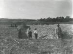 Skallegravning på Lammefjorden - ca. 1930 (B3247)